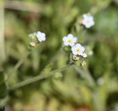 Plagiobothrys nothofulvus