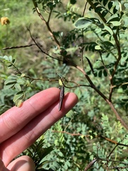 Indigofera australis