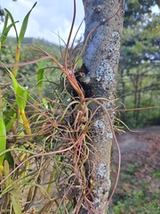 Tillandsia butzii