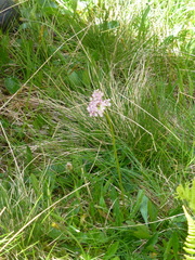 Mutellina purpurea