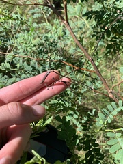 Indigofera australis