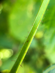 Arthrostemma ciliatum