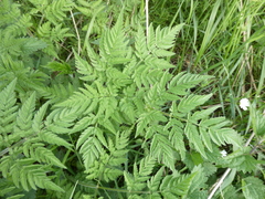 Chaerophyllum aureum