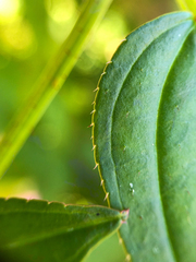 Arthrostemma ciliatum