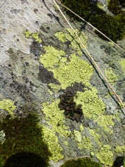 Rhizocarpon geographicum