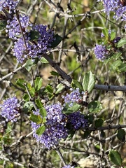 Ceanothus sonomensis