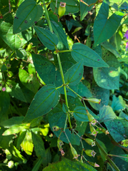 Arthrostemma ciliatum