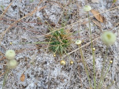 Syngonanthus flavidulus