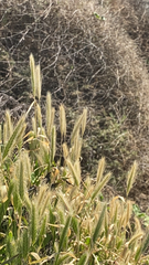 Hordeum murinum