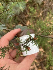 Pultenaea juniperina