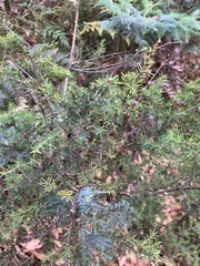 Pultenaea juniperina