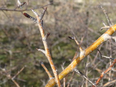 Pyrus bourgaeana