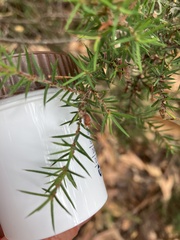Pultenaea juniperina