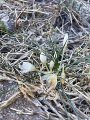 Crocus chrysanthus