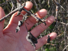 Pyrus bourgaeana