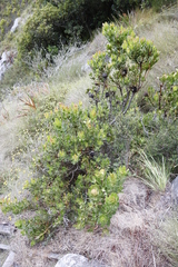 Leucadendron strobilinum