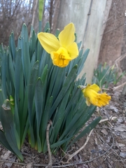 Narcissus pseudonarcissus