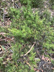 Pultenaea juniperina