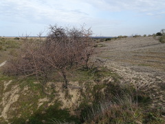 Pyrus bourgaeana