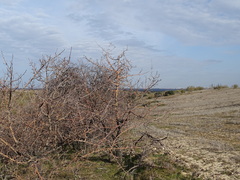 Pyrus bourgaeana