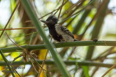 Sakesphorus canadensis
