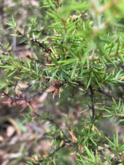 Pultenaea juniperina