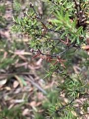 Pultenaea juniperina