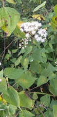 Chromolaena collina