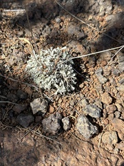 Eriogonum tenellum