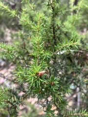 Pultenaea juniperina