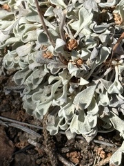 Eriogonum tenellum