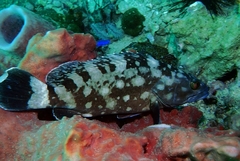 Epinephelus coeruleopunctatus