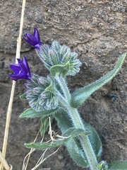 Anchusa undulata