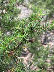Pultenaea juniperina