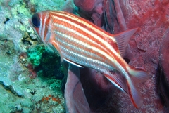 Sargocentron rubrum