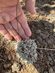 Eriogonum tenellum