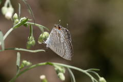 Catopyrops florinda