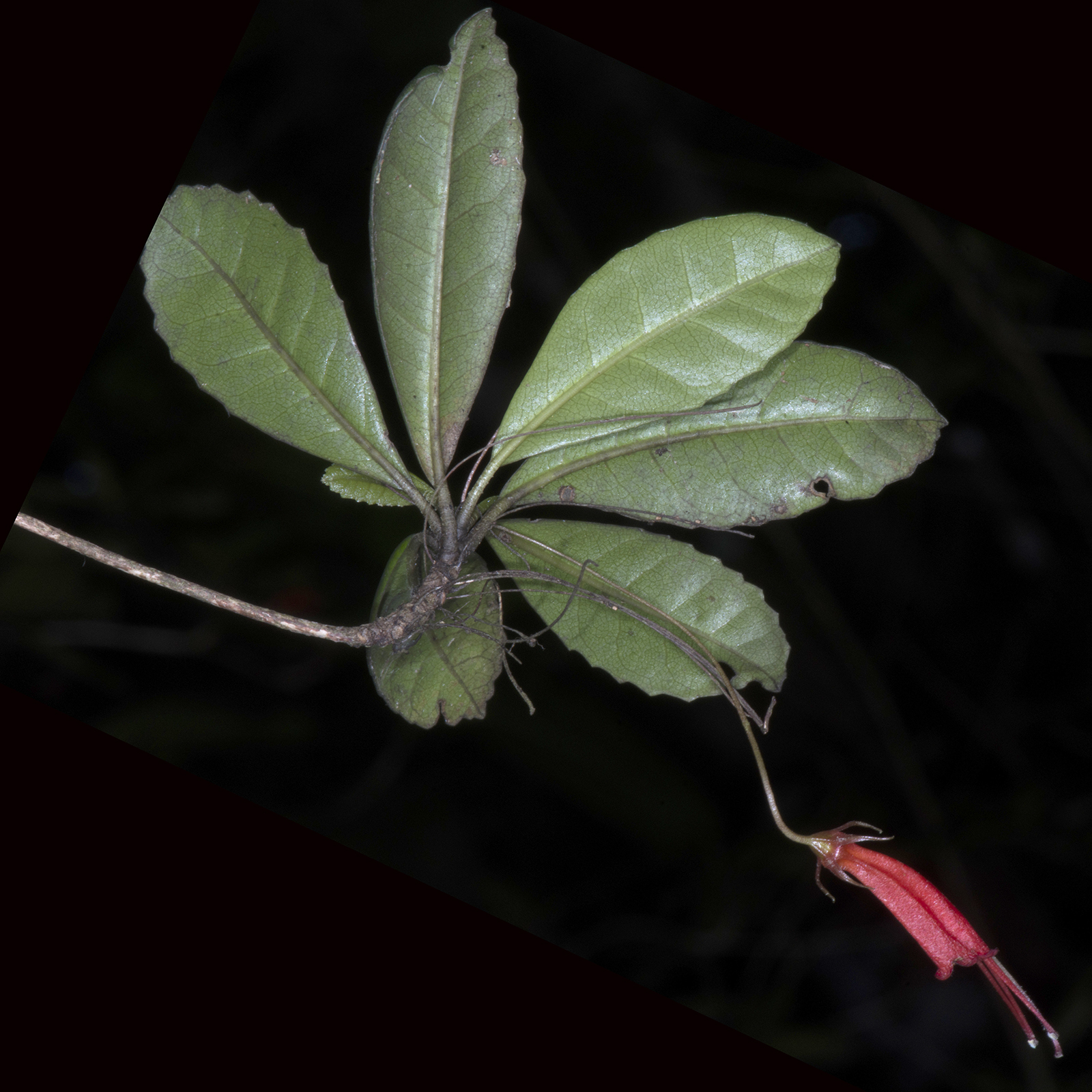 Gesneria cubensis var. cubensis