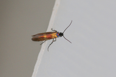 Micropterix mansuetella
