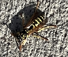 Polistes dominula