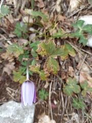 Anemone hortensis