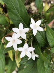 Pentas