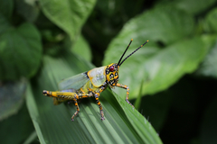 Zonocerus variegatus