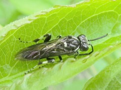 Macrophya