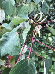 Homalanthus populifolius