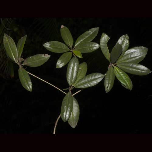 Gesneria cubensis