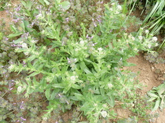 Lepidium campestre