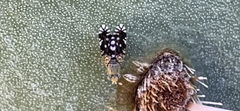Euaresta bellula