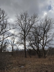 Populus deltoides deltoides