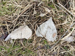 Populus deltoides deltoides